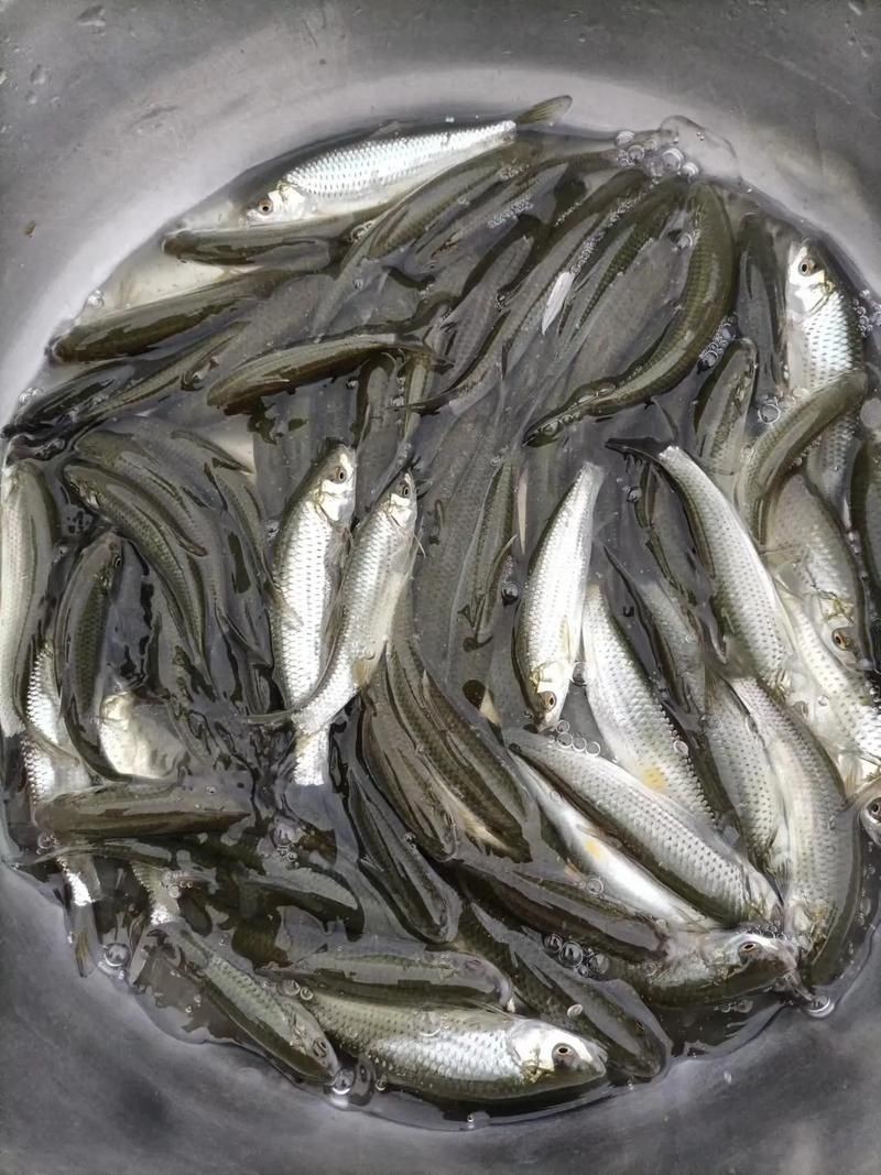 紅眼魚圖片