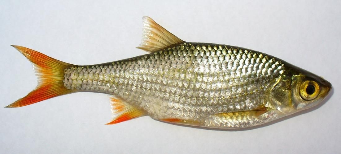 紅眼魚圖片