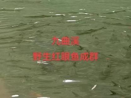 紅眼魚圖片