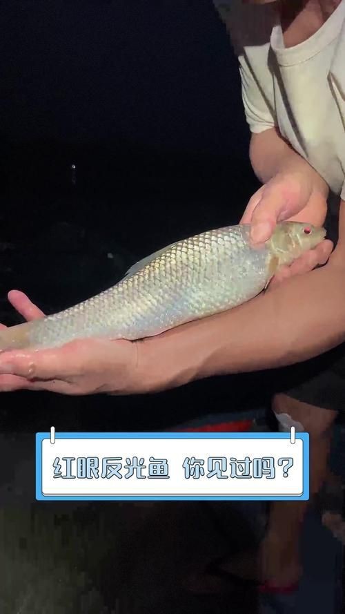 紅眼魚圖片