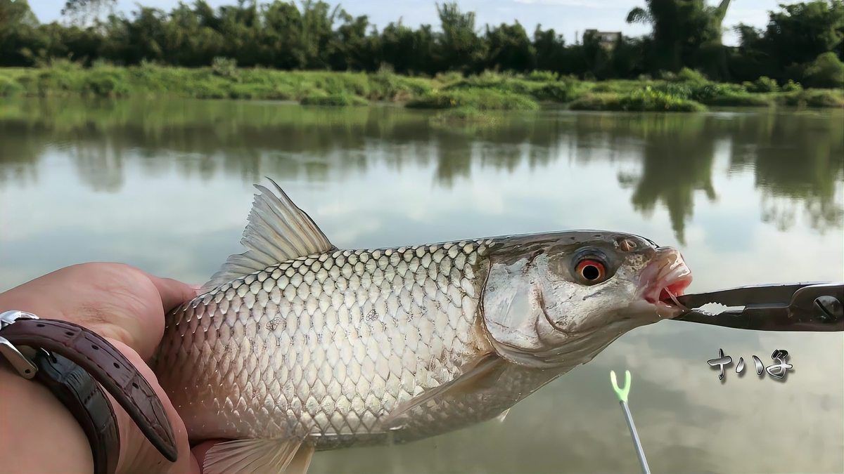 紅眼魚圖片