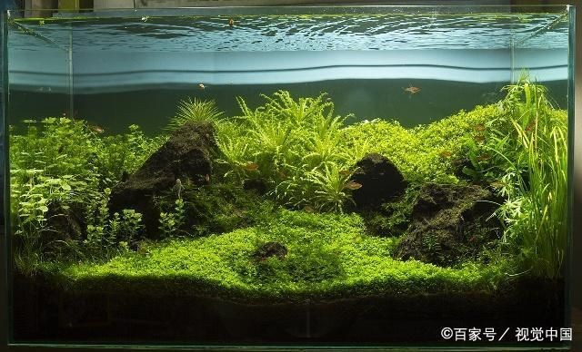 觀賞魚缸中長青苔的處理方法包括物理清除魚缸中長青苔的方法：處理觀賞魚缸中長青苔的方法