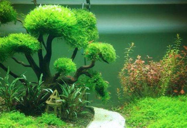 觀賞魚缸中長青苔的處理方法包括物理清除魚缸中長青苔的方法：處理觀賞魚缸中長青苔的方法