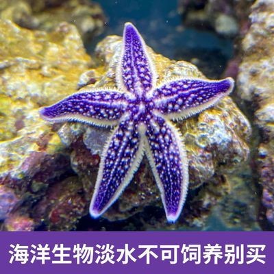 海星魚缸是一種特殊的專業知識和技巧與技巧與誤區：如何為海星打造理想的家
