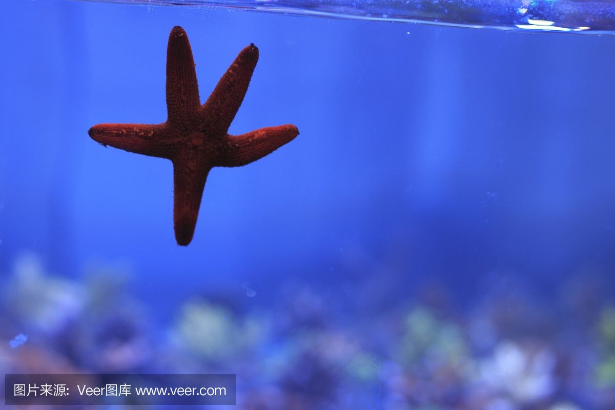 海星魚缸是一種特殊的專業知識和技巧與技巧與誤區：如何為海星打造理想的家