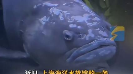 龍魚滿背后會(huì)有什么變化？，龍魚滿背階段喂養(yǎng)指南