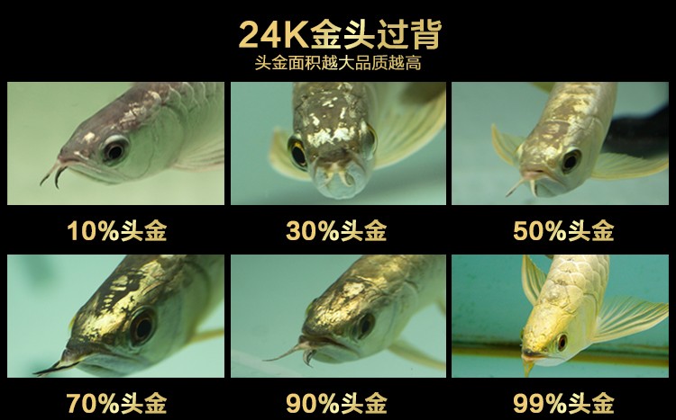 南京市雨花臺區陵江觀海水族經營部（南京觀海潮文化發展有限公司）
