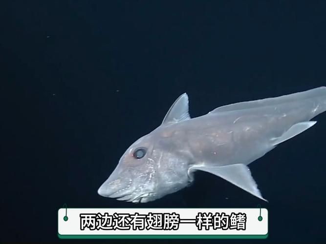 鬼鯊現實的樣子圖片