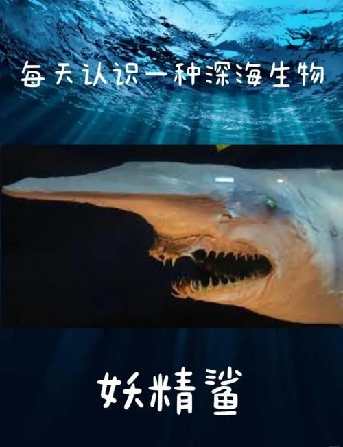 鬼鯊現實的樣子圖片