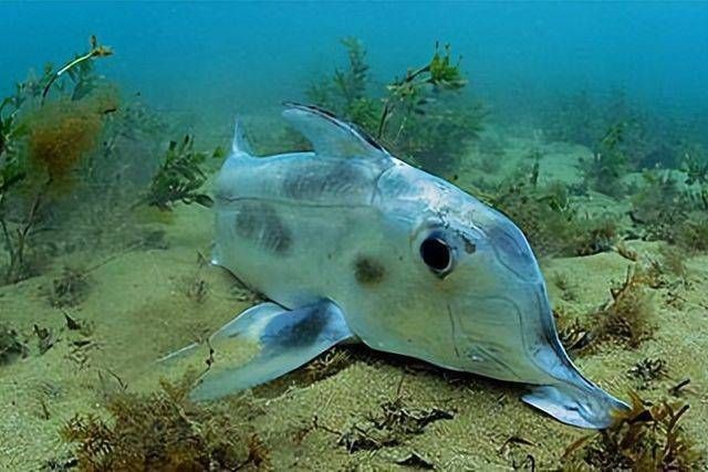 鬼鯊現實的樣子圖片