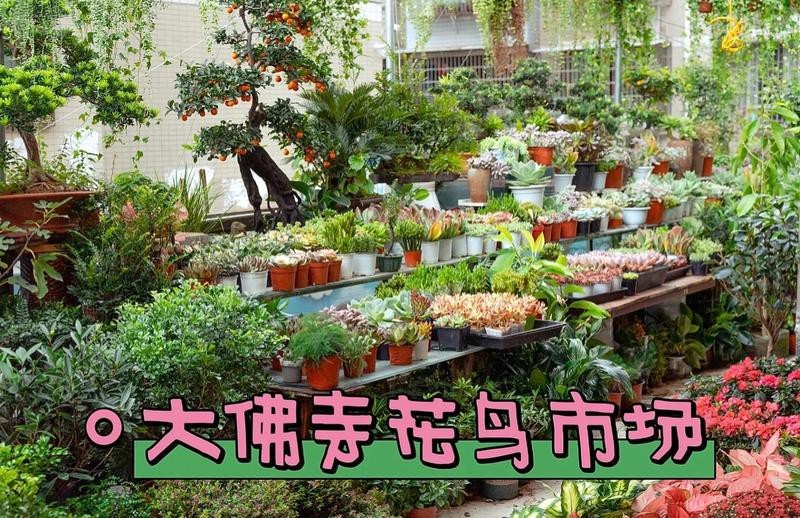 深圳花鳥市場一條街龍華