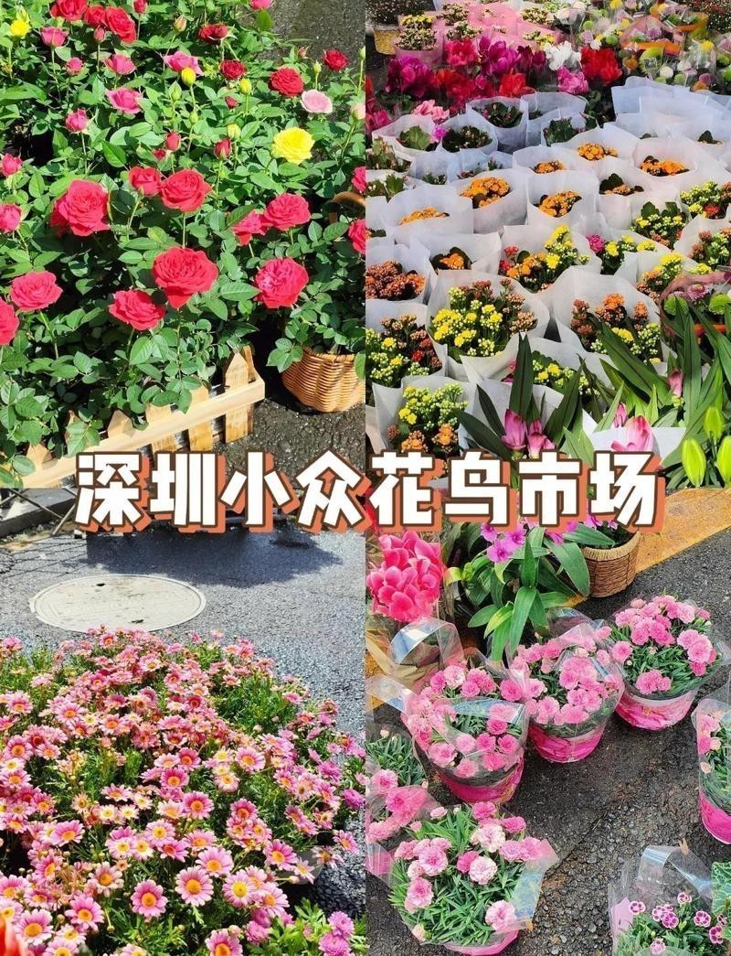 深圳花鳥市場一條街龍華