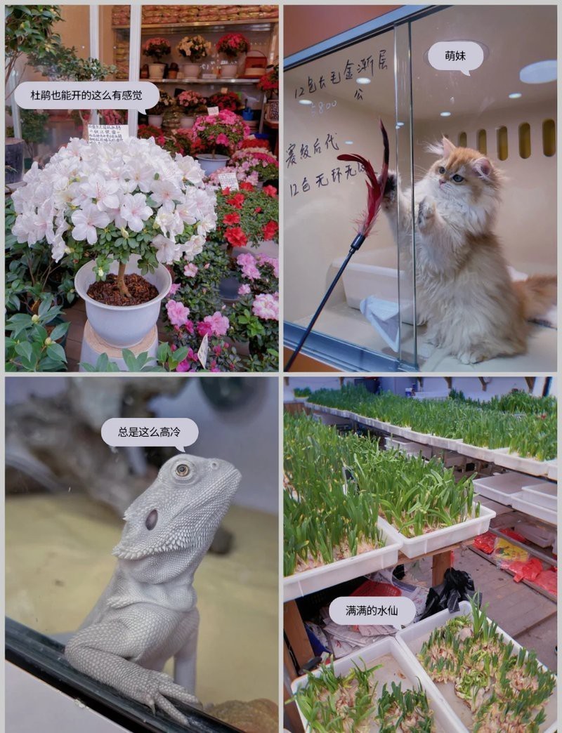 深圳花鳥市場一條街龍華