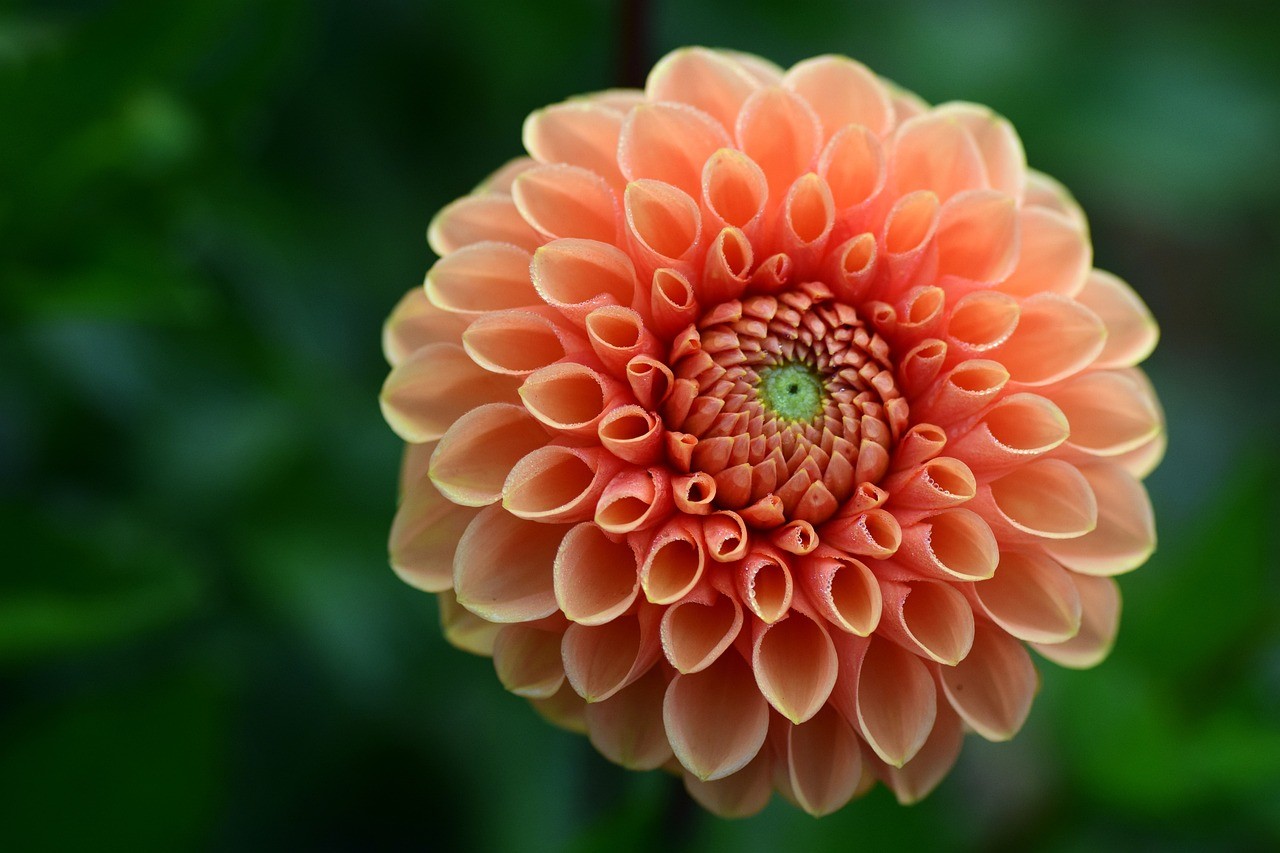 魚鮮花水果（鮮花水果花束圖片大全大圖）