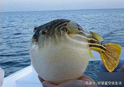 海里的河豚為什么不叫海豚