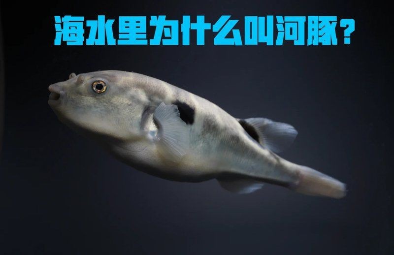 海里的河豚為什么不叫海豚