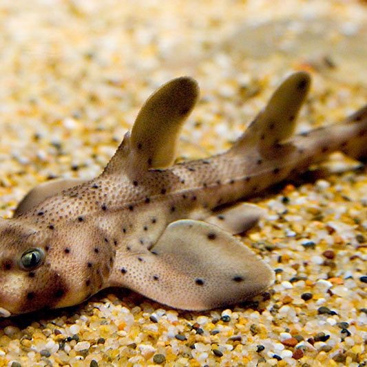 龍魚蒙眼怎么治療龍魚蒙眼怎么治療龍魚蒙眼怎么治療好，龍魚蒙眼怎么治療好