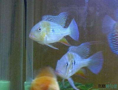 赤荔鳳冠魚與其他魚類比較（赤荔鳳冠魚在外觀、繁殖方式上與其他魚類存在差異）