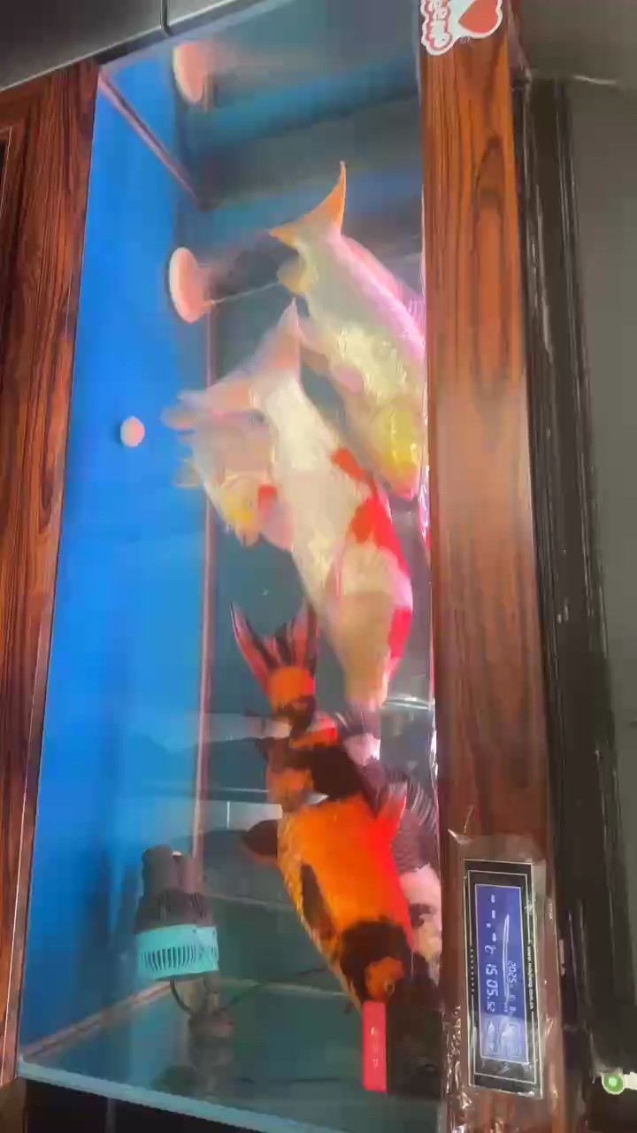 放生四條 放生四條 龍魚論壇