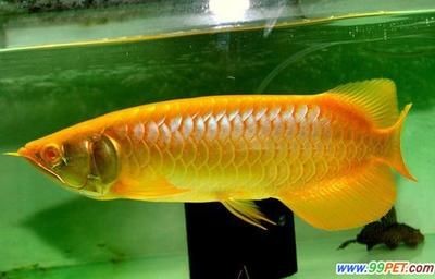 世界上最大的龍魚：世界上最大的龍魚是什么樣的？