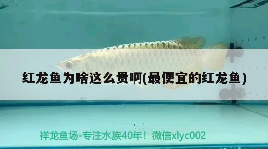 營(yíng)子礦區(qū)汪莊鎮(zhèn)樹貴觀賞魚具店