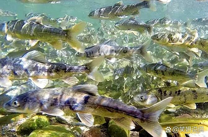 青海湖有魚嗎