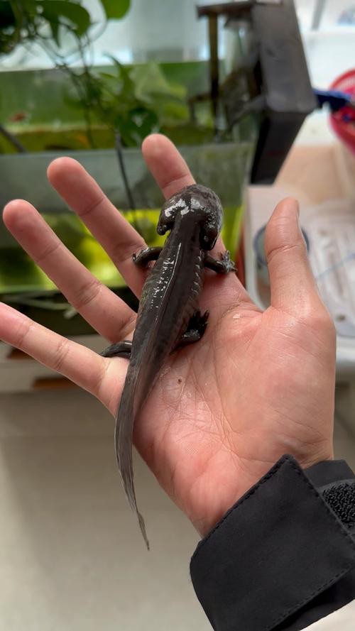 恐龍龍魚的圖片