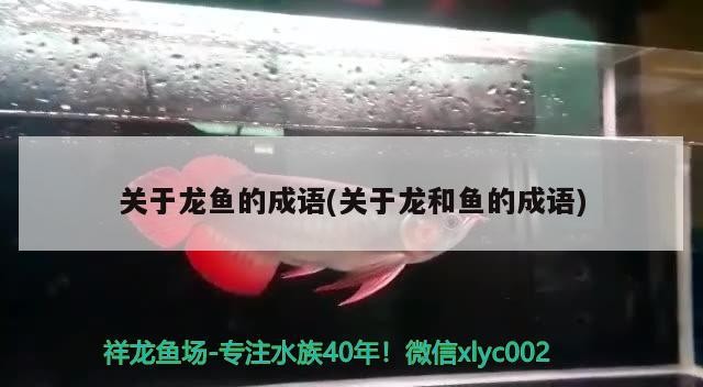 關于龍魚的成語(關于龍和魚的成語) 關于龍魚的成語(關于龍和魚的成語) 魚缸百科