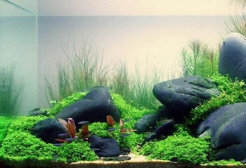 魚缸巖石造景設計：魚缸巖石造景設計的基本原則