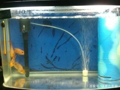 魚缸過濾材料的比較分析：魚缸過濾器過濾材料分析活性炭、陶瓷環、海綿、玻璃棉和生物濾料