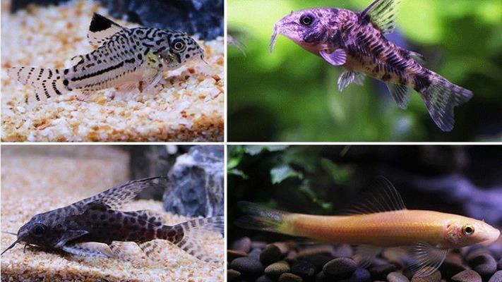 龍魚缸的工具魚：關于龍魚缸中的工具魚