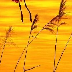 紅蟹魚家庭最簡單做法