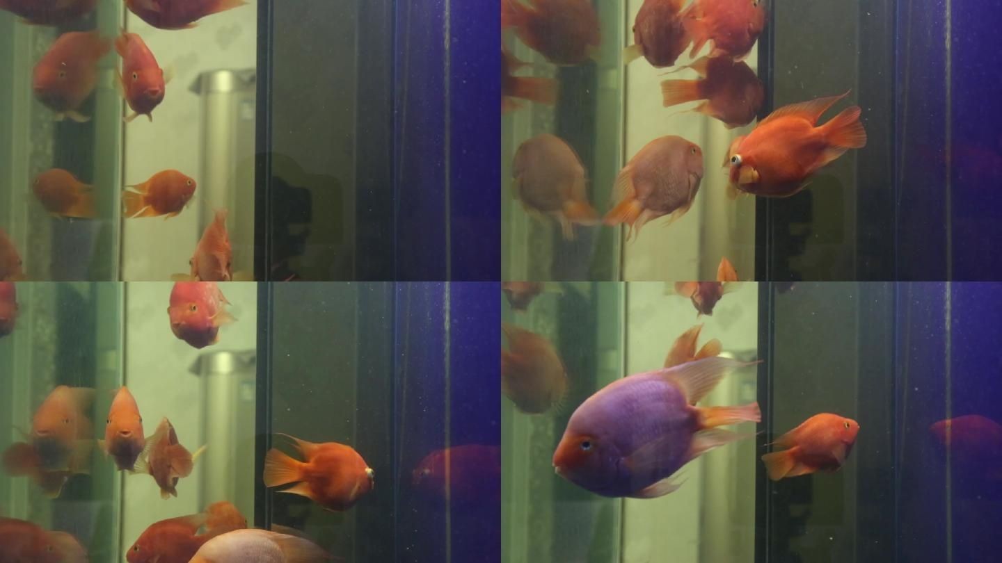 黑羽毛魚和龍魚混養好不好：黑羽毛魚可以和什么魚一起養