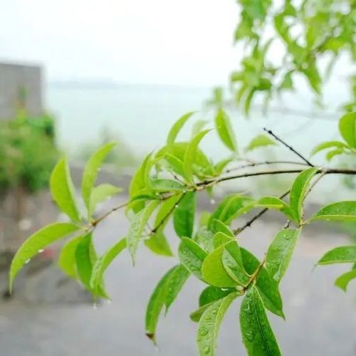 狗魚為什么是十大最臟魚