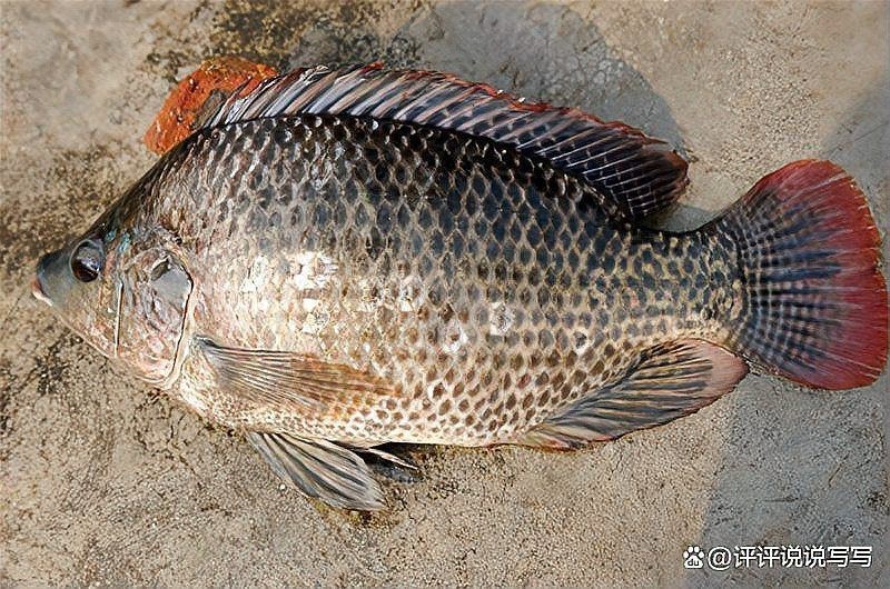 狗魚為什么是十大最臟魚