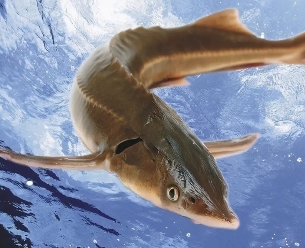 淡水魚入海是不是都死了