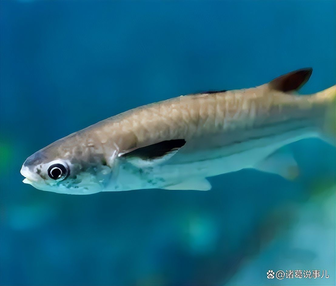 淡水魚入海是不是都死了