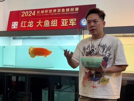 喂龍魚的飼料魚要怎么消毒