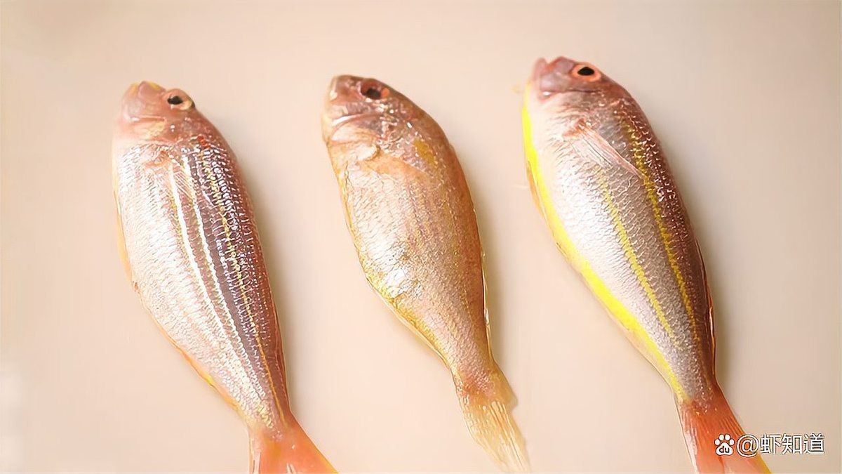 紅三刀魚好吃嗎 龍魚論壇 第1張 紅三刀魚好吃嗎 紅三刀魚好吃嗎 龍魚論壇 第1張