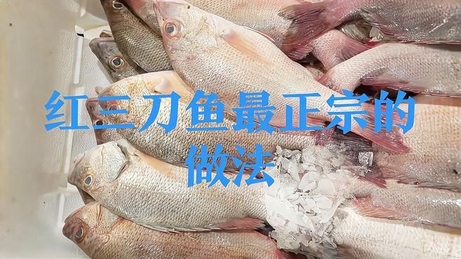 紅三刀魚好吃嗎 龍魚論壇 第16張 紅三刀魚好吃嗎 紅三刀魚好吃嗎 龍魚論壇 第16張