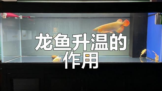 如何增強龍魚的免疫力