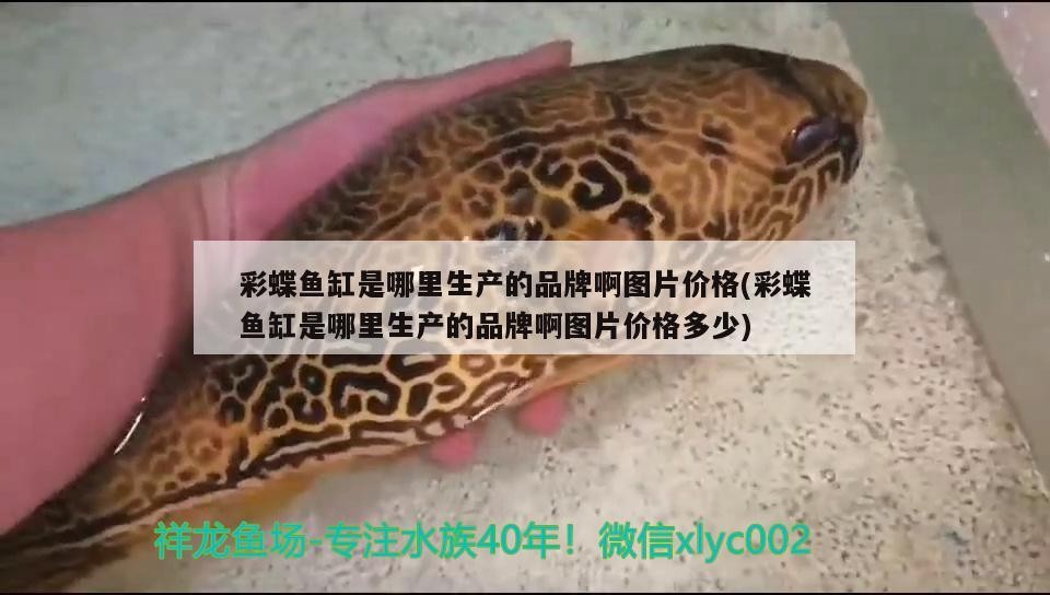 鎮江金龍魚產業城規劃圖（我三月份的時候去做首保，被4s,店的員工）