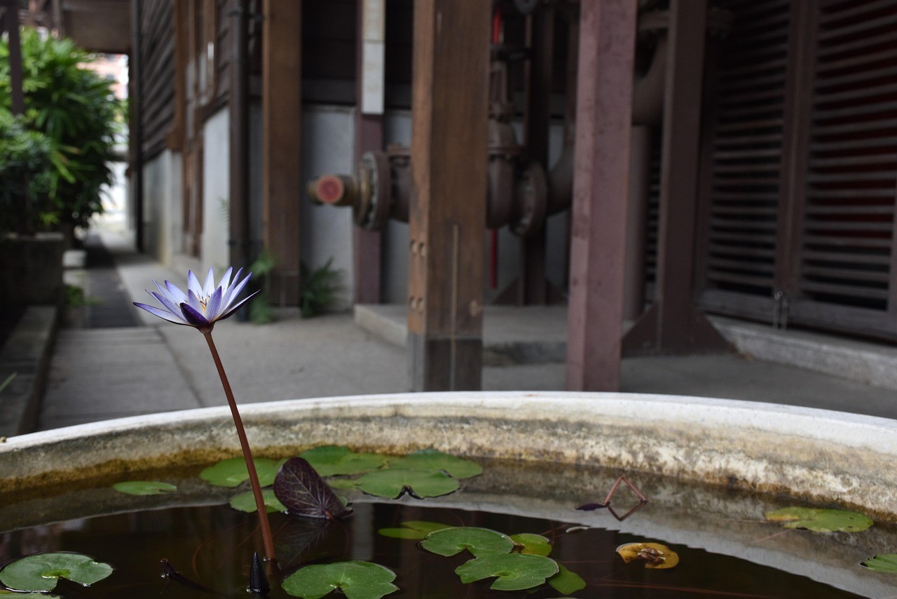 肥城市靜水坊花卉中心（肥城市靜水坊花卉中心地址）