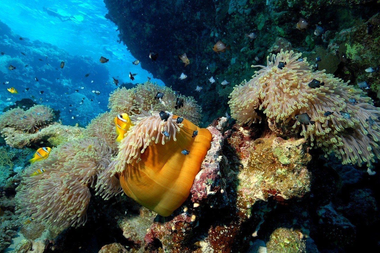 石斑魚在水下多少米