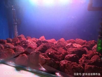 魚缸濾材怎么用：如何正確使用魚缸濾材