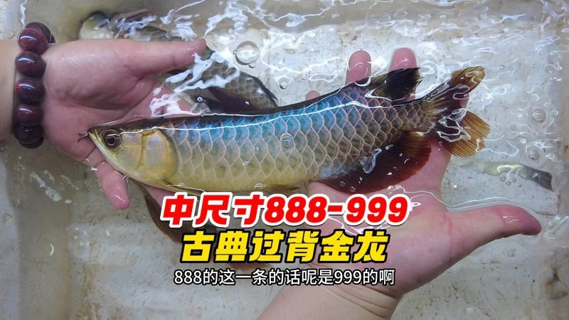 有哪些金龍魚混養失敗案例