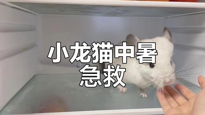龍貓中暑后如何急救處理？