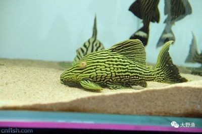 綠皮皇冠豹魚適宜水溫范圍：如何判斷綠皮皇冠豹魚健康，綠皮皇冠豹魚繁殖技巧分享