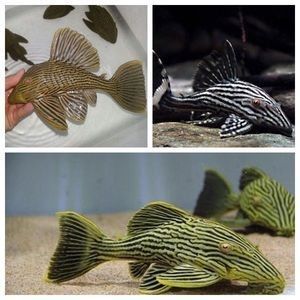綠皮皇冠豹魚適宜水溫范圍：如何判斷綠皮皇冠豹魚健康，綠皮皇冠豹魚繁殖技巧分享