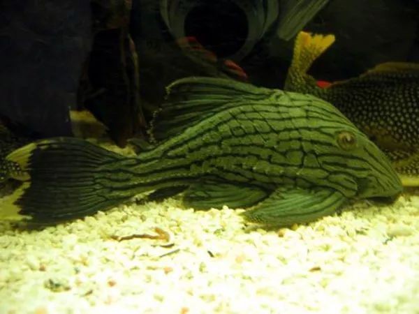 綠皮皇冠豹魚適宜水溫范圍：如何判斷綠皮皇冠豹魚健康，綠皮皇冠豹魚繁殖技巧分享